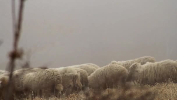Gospodarstwie owiec w górach na wiosenny mglisty poranek. Strzał. Owce pasą się na łąka żółty. - Materiał filmowy, wideo