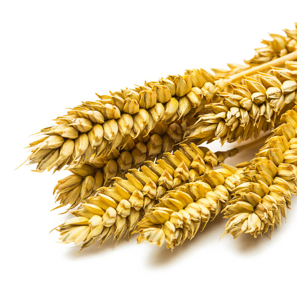 wheat - Photo, Image