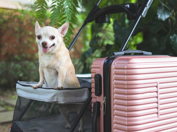 Bahçede pembe bavulla evcil bebek arabasında duran kahverengi kısa saçlı chihuahua köpeği portresi. Mutlu bir şekilde gülümsüyor. İyi tatiller ve evcil hayvan konseptiyle seyahat - Fotoğraf, Görsel