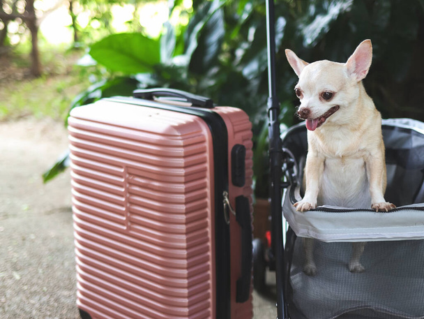 Portrait of brown short hair chihuahua dog standing in pet stroller with pink suitcase in the garden. Smiling happily. happy vacation and travelling with pet concept - Photo, Image