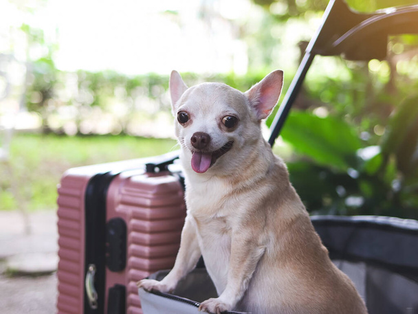 Muotokuva ruskea lyhyet hiukset chihuahua koira seisoo lemmikkieläinten rattaat vaaleanpunainen matkalaukku puutarhassa. Hymyillen onnellisena. onnellinen loma ja matkustaa lemmikki käsite - Valokuva, kuva