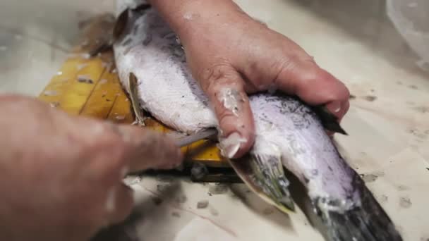 mujer la eliminación de la escama de pescado luce con cuchillo pequeño en tablero de madera en la cocina. - Metraje, vídeo
