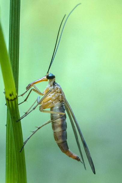 Primer plano de una Panorpa o un género de moscas escorpión encaramadas en la parte superior de una hoja verde, con sus alas dobladas y su probóscis extendida. Fotografía de animales macro. - Foto, imagen