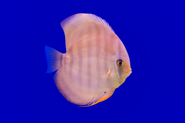 Pompadour-Fisch - Foto, Bild