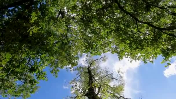 Ormanın zemininden bakıldığında, bu dönen görüntü canlı bir gökyüzüne karşı ağaçların güzel karmaşıklığını yakalar. Bereketli yeşil yapraklar mavi gökyüzü parçalarıyla doğal bir mozaik oluşturur. - Video, Çekim