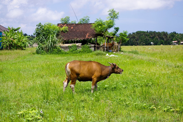 Vaca en un prado en una granja
 - Foto, imagen