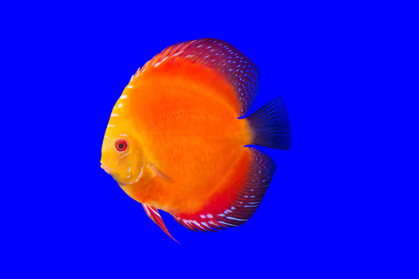 ポンパドール魚 - 写真・画像