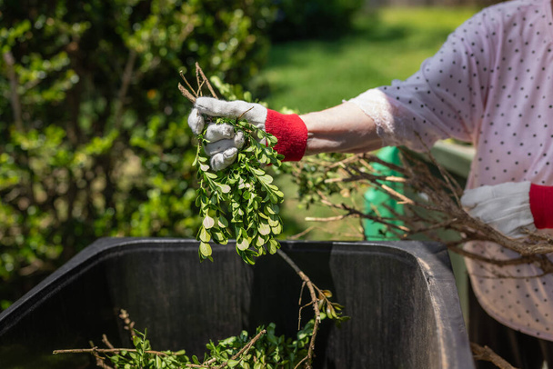 Eine ältere Dame wirft grünen Gartenabfall in den Mülleimer. Frühjahrsputz-Konzept. - Foto, Bild