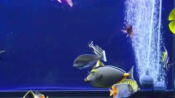 ポンプと水槽で泳ぐ様々 な魚 - 映像、動画