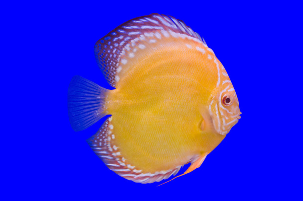 Помпадур риби
 - Фото, зображення