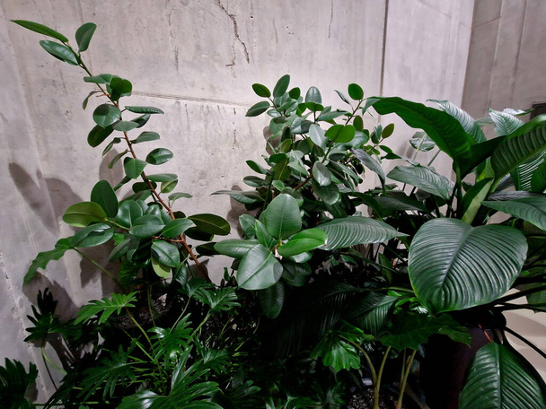 giardino ombreggiato atrio con piante d'appartamento dall'aspetto tropicale. foglie di diverse dimensioni con diverse forme di foglie in un austero corridoio di cemento di un edificio per uffici - Foto, immagini
