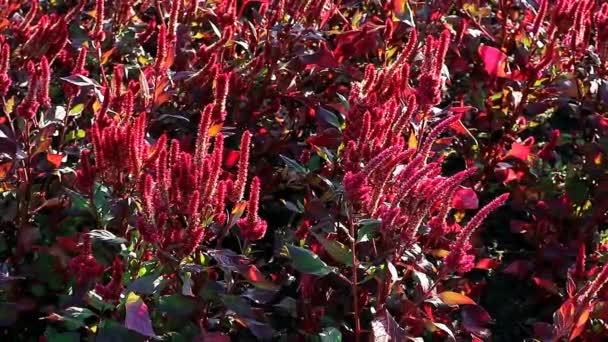Filmación de magníficas plantas de hoja de cobre que florecen creciendo a la luz del sol - Imágenes, Vídeo