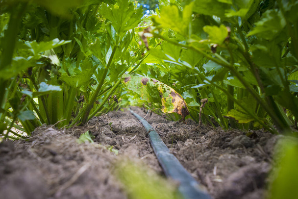 植物の下の作物の灌漑のためのプラスチック管のクローズアップショット. - 写真・画像
