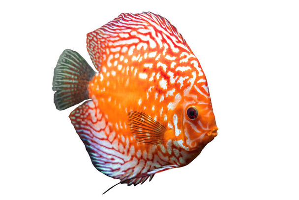 Renkli disk ya da pompadour balığından oluşan tüm gövde, turuncu altın balık, kesme yolu olan beyaz arka planda izole edilmiş, Amazon nehri hayvanı, Güney Amerika pompadour balığı.. - Fotoğraf, Görsel