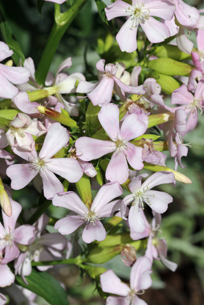 Pink single flowered soapwort, Saponaria officinalis, flowers in close up with a background of blurred leaves. - Photo, Image