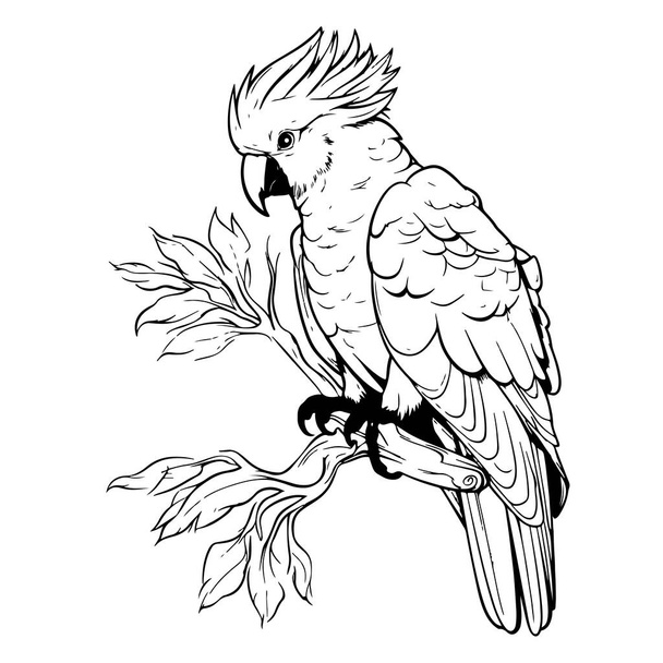 Kakadu Linie Vektor Illustration isoliert auf weißem Hintergrund .exotische Vögel - Vektor, Bild
