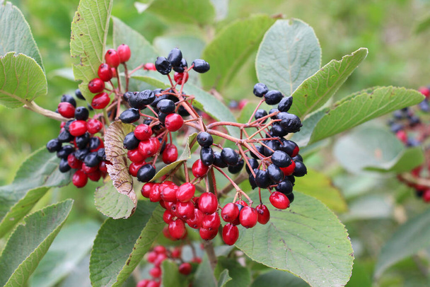 夏に、ビブラムは全葉(Viburnum lantana)果実が熟しています。 - 写真・画像