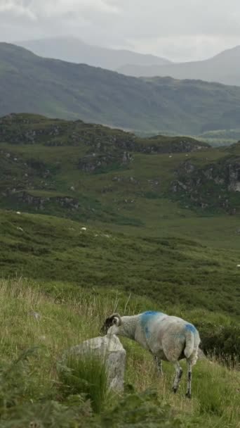 Une vue imprenable sur un mouton broutant dans un champ verdoyant, avec une magnifique chaîne de montagnes au loin. Vidéo verticale. - Séquence, vidéo