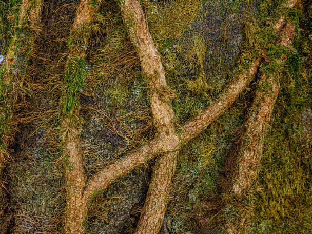 wortels met mos op de stam van een boom - Foto, afbeelding