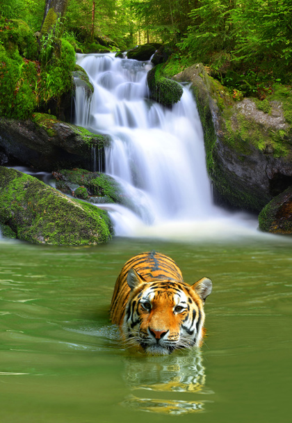 Tigre siberiano
 - Foto, Imagem