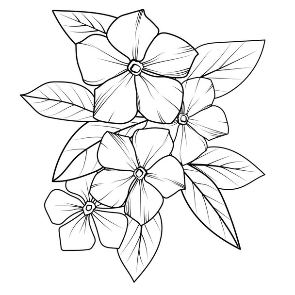 vektori käsin piirretty kuva kukkia ja lehtiä, Periwinkle vektori taidetta, ja yksivärinen kukka kuva. muste vektori kuvitus käsin piirretty lyijykynä luonnos, haara kasvitieteellinen kokoelma yksinkertaisuus, taiteellinen, värityskirja lapsille - Vektori, kuva