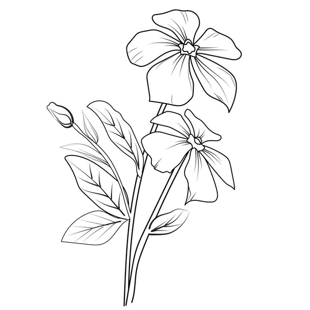 wektor rysunek kwiat z czarno-białym tuszem ręcznie rysowane ilustracja, Ładny kwiat kolorowanki, Periwinkle rysunek, Periwinkle rysunki dzikich kwiatów, ręcznie rysowane botaniczne elementy sprężyny bukiet Periwinkle linii sztuki kolorowanki, łatwy kwiat - Wektor, obraz