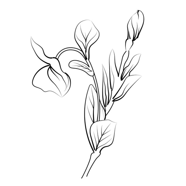vektorová kresba květiny s černobílým inkoustem ručně kreslené ilustrace, noyontara zbarvení stránky pro děti, krok za krokem periwinkle kresba květin, Madagaskar periwinkle kresba, Catharanthus roseus Sada bahar kresba, Malá periwinkle květ tetování  - Vektor, obrázek