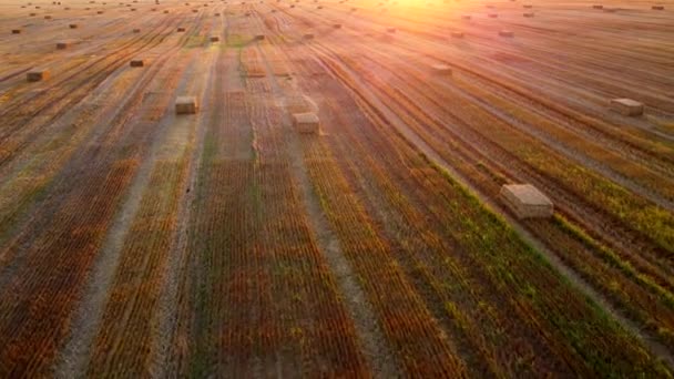 Τετράγωνα δεμάτια από πιεσμένο άχυρο σιταριού βρίσκονται στο χωράφι μετά τη συγκομιδή του σιταριού το ηλιοβασίλεμα και την αυγή. Συμπιεσμένες αχυρένιες μπάλες σε γεωργική γη μετά τη συγκομιδή. Γεωργική βιομηχανία. Αγροτική βιομηχανία - Πλάνα, βίντεο