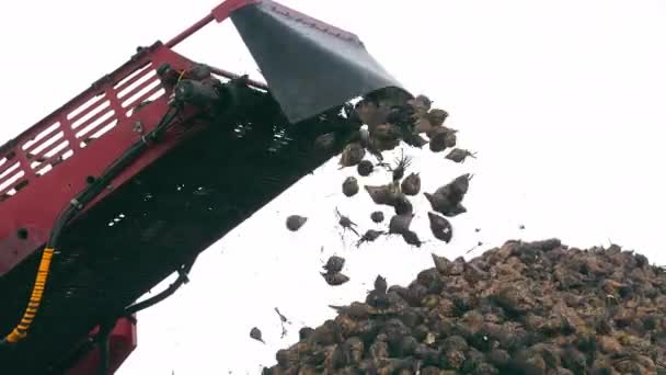 穀物のハーベスターのクレーン コンベヤーは砂糖のビートを荷を下します. 砂糖ビートを収穫する. - 映像、動画