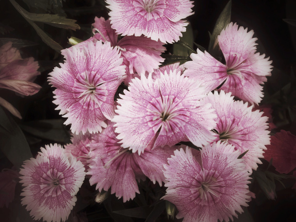 Nelkenblüten - Foto, Bild