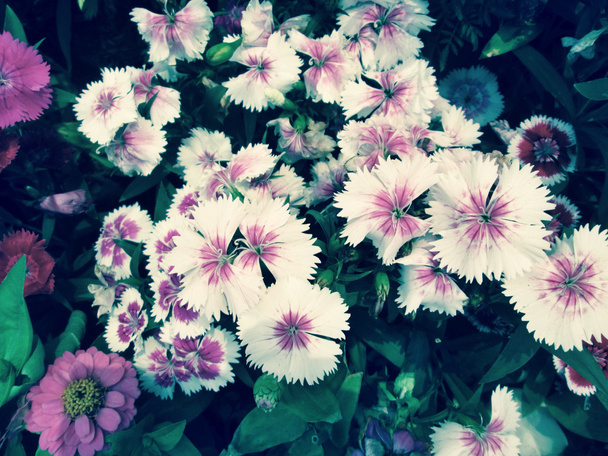 karanfil çiçek - Fotoğraf, Görsel