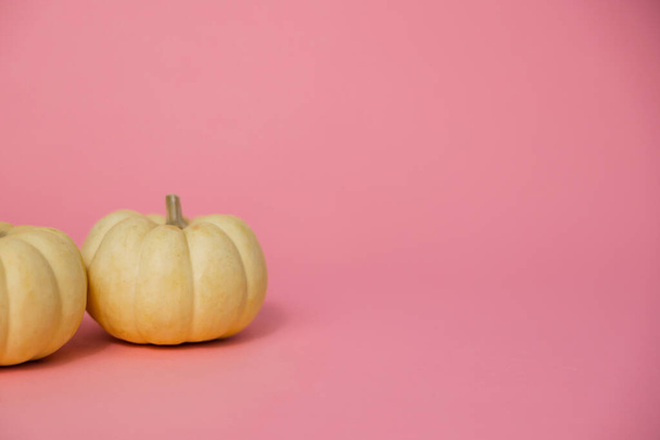 Two white pumpkins on a pastel pink backdrop with copy space for an ad or background. - Foto, immagini
