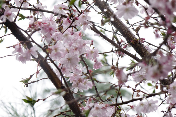 Чудові рожеві вишневі квіти, пелюстки мокрі з дощовими пагонами під дощовим небом елегантні, чудові і чарівні. - Фото, зображення