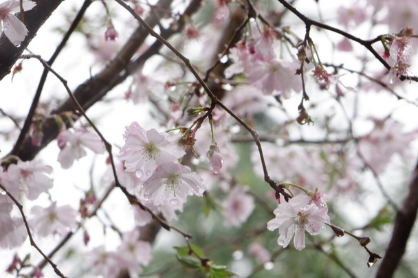 Gyönyörű rózsaszín cseresznyevirágok, a szirmok esőcseppekkel átitatva az esős ég alatt elegánsak, gyönyörűek és imádnivalóak.. - Fotó, kép