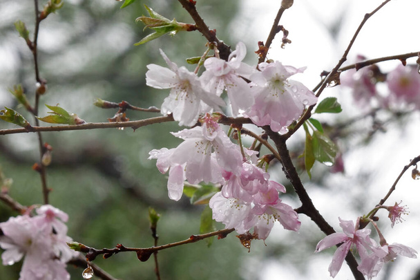 Чудові рожеві вишневі квіти, пелюстки мокрі з дощовими пагонами під дощовим небом елегантні, чудові і чарівні. - Фото, зображення