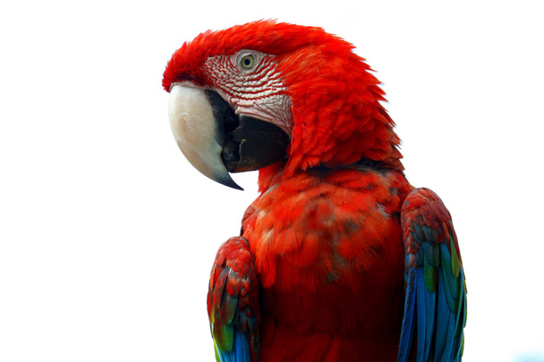 Piros elszigetelt Ara papagáj - Fotó, kép