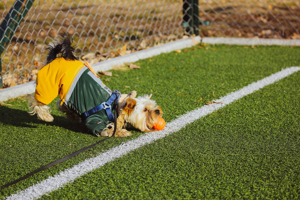 Játékos Yorkshire Terrier kutya divatos elegáns meleg öltöny játszik egy kosárlabda narancs labdát focipályán szintetikus zöld fű ősszel nap. Aranyos kiskutya, yorkie kutyus vicces pózban a szabadban. - Fotó, kép