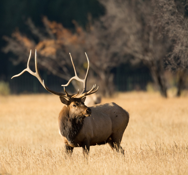 North American elk  - Foto, afbeelding