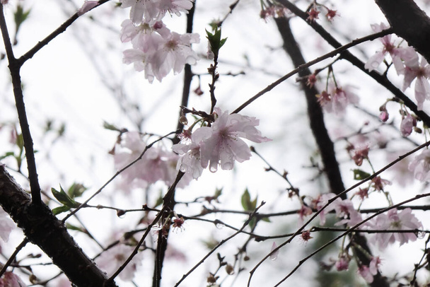 Gorgeous pink cherry blossoms, the petals wet with raindrops under the rainy sky are elegant, gorgeous, and adorable. - Photo, Image