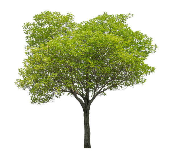 Isolated green tree on white background - Photo, Image