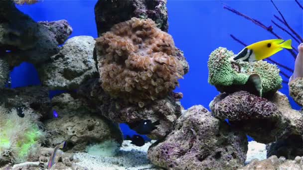 Tripical ψάρια και τα κοράλλια στα ενυδρείο - Πλάνα, βίντεο