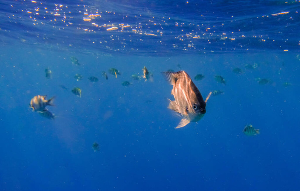 pez sargento indopazific mira a la cámara durante la natación con otros peces en aguas azules profundas - Foto, Imagen
