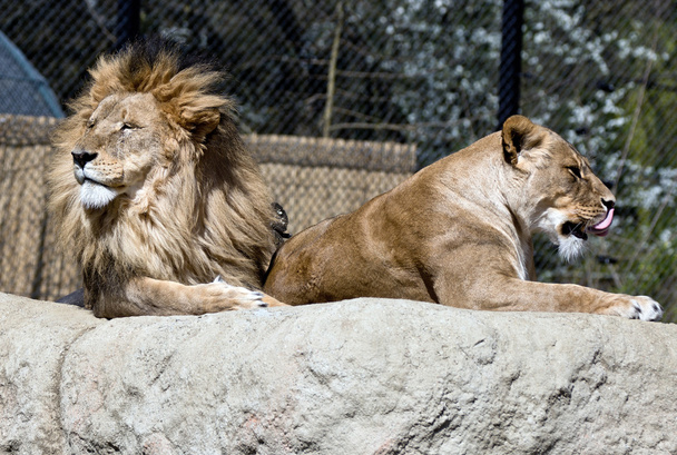 leeuwen - Foto, afbeelding
