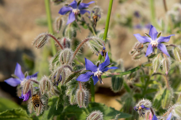 Macro egy mézelő méh apis mellifera egy borage borago officinalis virág homályos háttérrel. peszticidmentes környezetvédelem megmenti a méhek biológiai sokféleségének koncepcióját. Kiváló minőségű fénykép - Fotó, kép