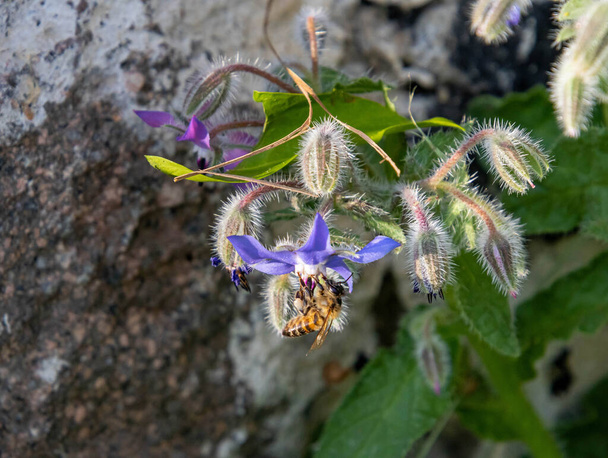 Hunajamehiläisen apis melliferan makro borago officinalis kukassa, jossa on hämärä tausta. torjunta-aineeton ympäristönsuojelu pelastaa mehiläisten biologisen monimuotoisuuden käsitteen. Laadukas kuva - Valokuva, kuva