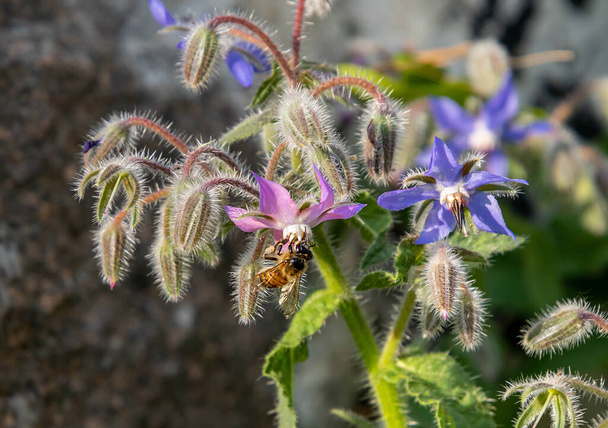 Macro of a honey bee apis mellifera on a borage borago officinalis blossom with blurred background. pesticide free environmental protection save the bees biodiversity concept. High quality photo - Photo, Image