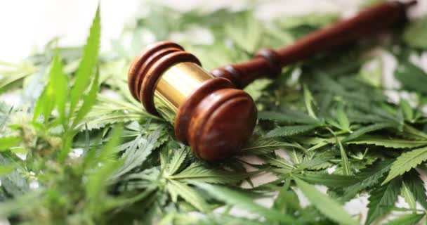 Cannabis et feuille de marijuana avec marteau juge. Droit judiciaire et légalisation de la marijuana - Séquence, vidéo