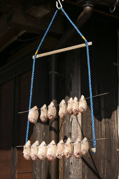 Calamari Fish drying hanging in the streets of the the beautiful fishing village of Ine in north of Kyoto. - Photo, Image
