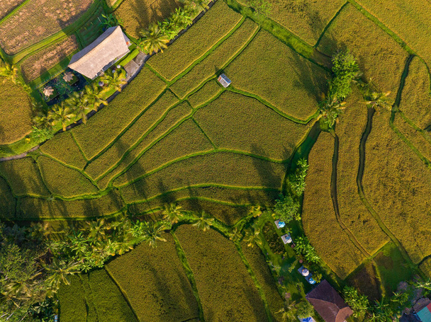 Campos de arroz com casas tradicionais no campo perto de Ubud, Bali, Indonésia - Foto, Imagem