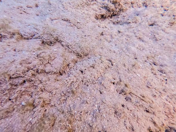 Van dichtbij bekijken van Panther bot vis bekend als Bothus pantherinus onderwater op zand bij het koraalrif. Onderwater leven van rif met koralen en tropische vissen. Koraalrif aan de Rode Zee, Egypte - Foto, afbeelding